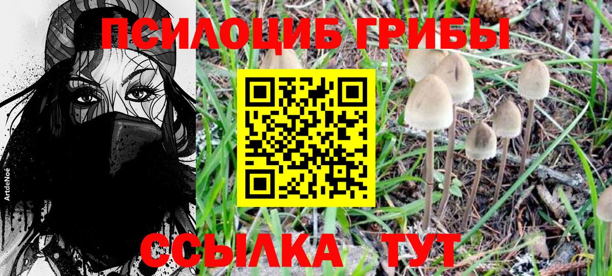 Псилоцибиновые грибы Psilocybe Касимов